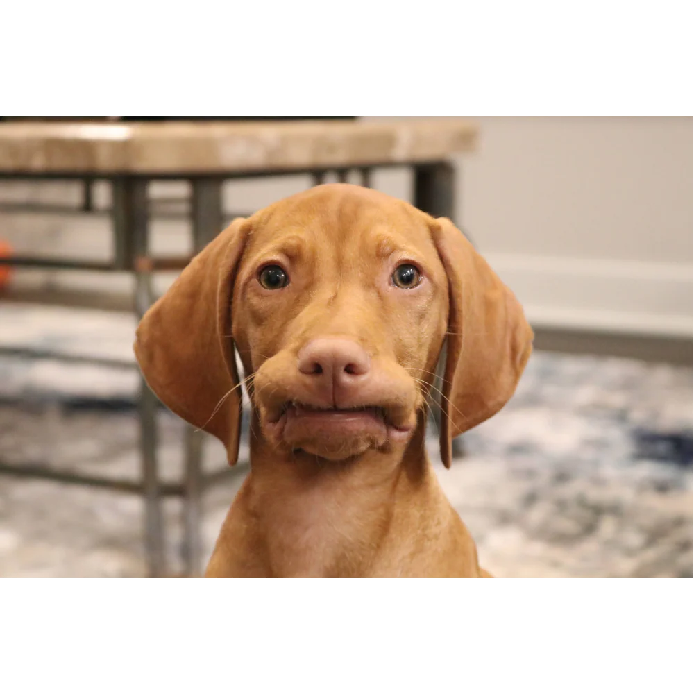 Waffles the Vizsla Plushie